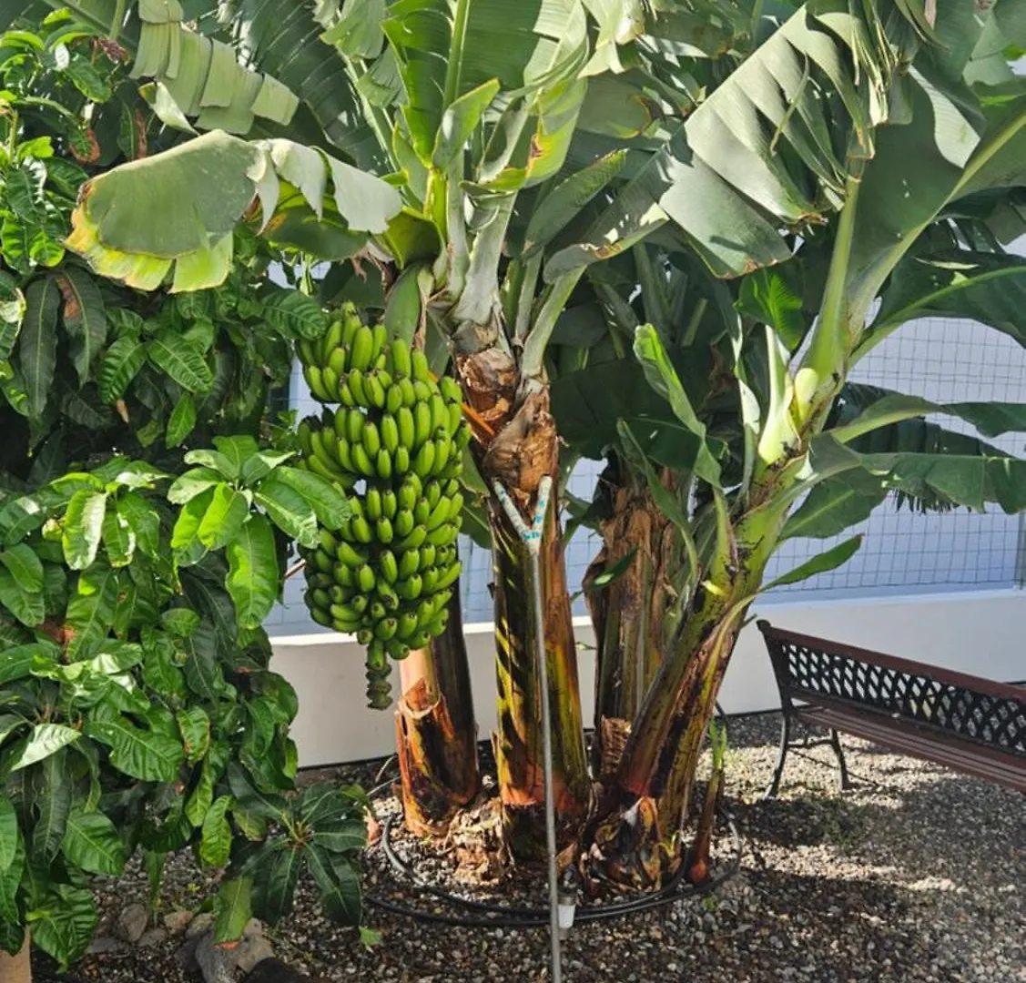 Casa Tina Villa Guimar Holiday home